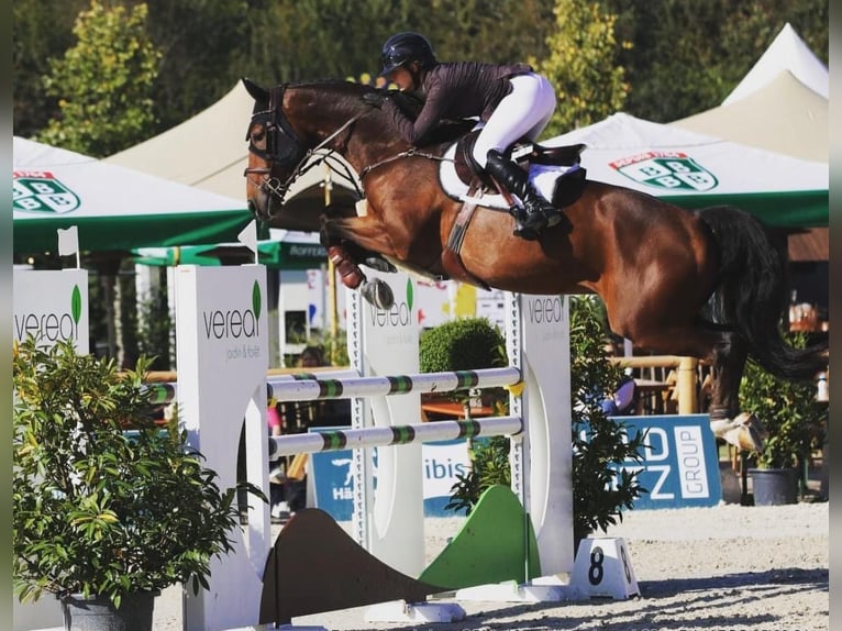 Deutsches Sportpferd Wallach 11 Jahre 172 cm Dunkelbrauner in istanbul