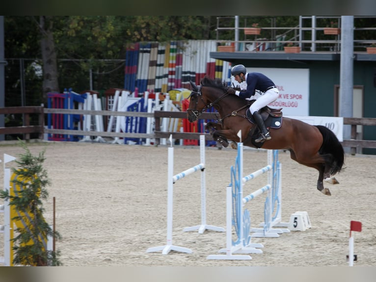 Deutsches Sportpferd Wallach 11 Jahre 172 cm Dunkelbrauner in istanbul