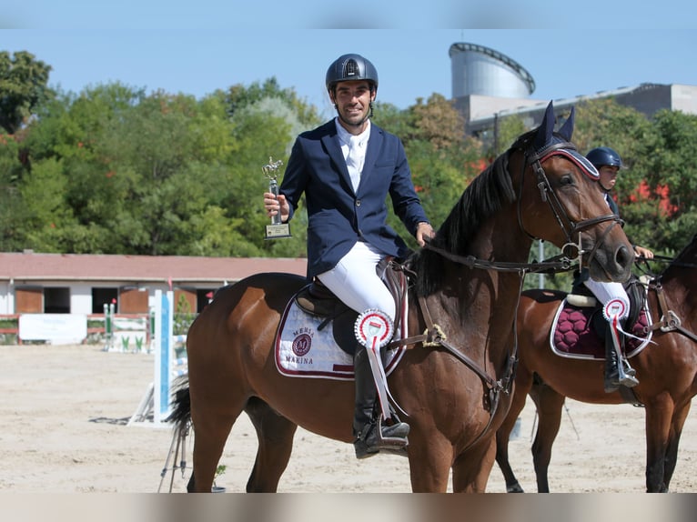 Deutsches Sportpferd Wallach 11 Jahre 172 cm Dunkelbrauner in istanbul