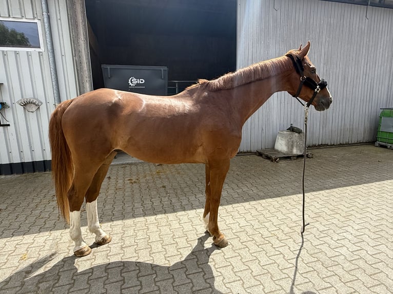 Deutsches Sportpferd Wallach 11 Jahre 172 cm Fuchs in Uttenweiler