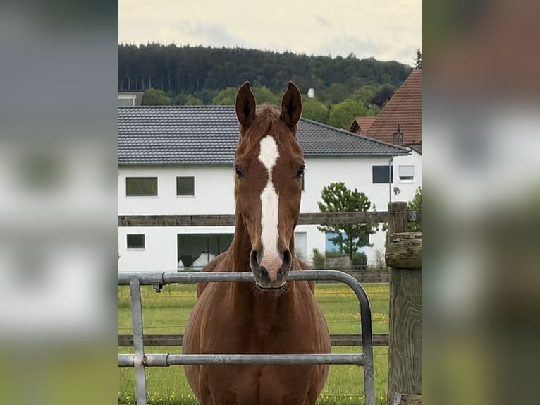 Deutsches Sportpferd Wallach 11 Jahre 172 cm Fuchs in Uttenweiler