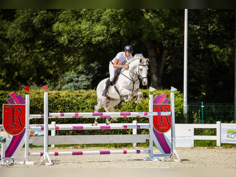 Deutsches Sportpferd Wallach 11 Jahre 172 cm Schimmel in Warszawa