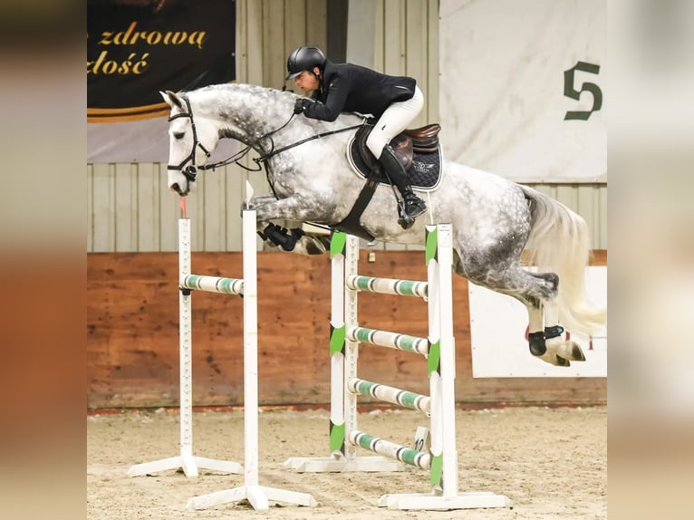 Deutsches Sportpferd Wallach 11 Jahre 172 cm Schimmel in Warszawa