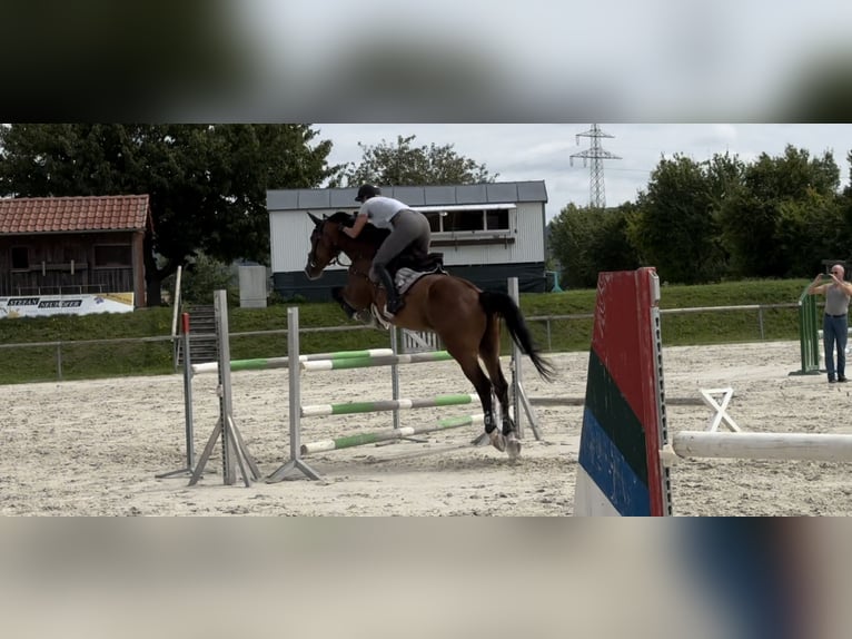 Deutsches Sportpferd Wallach 11 Jahre 173 cm Brauner in Sulzfeld