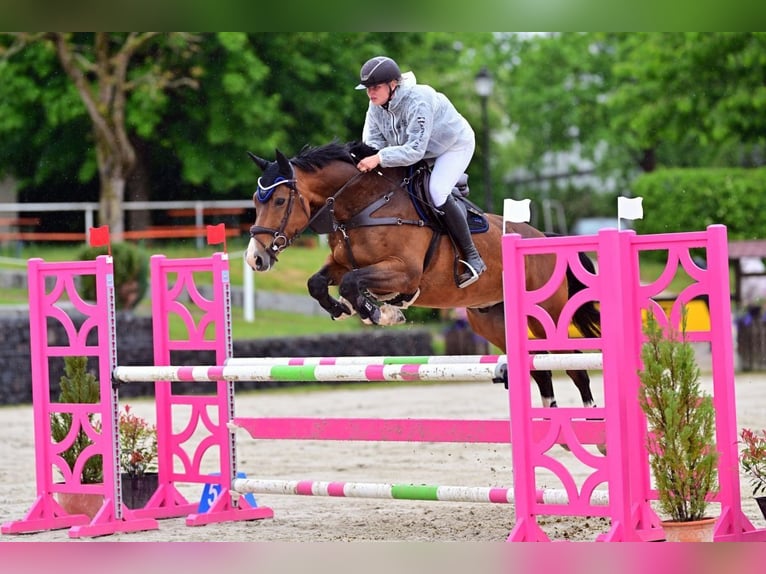 Deutsches Sportpferd Wallach 11 Jahre 173 cm Brauner in Sulzfeld