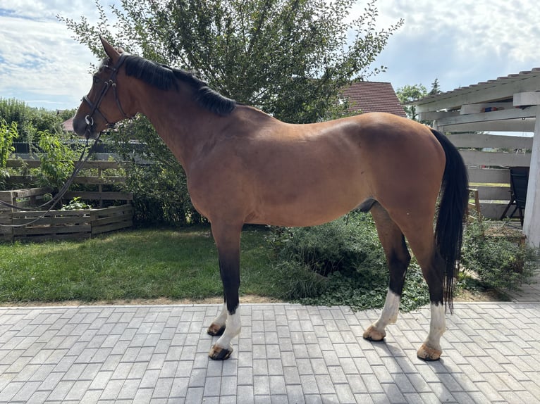 Deutsches Sportpferd Wallach 11 Jahre 173 cm Brauner in Sulzfeld