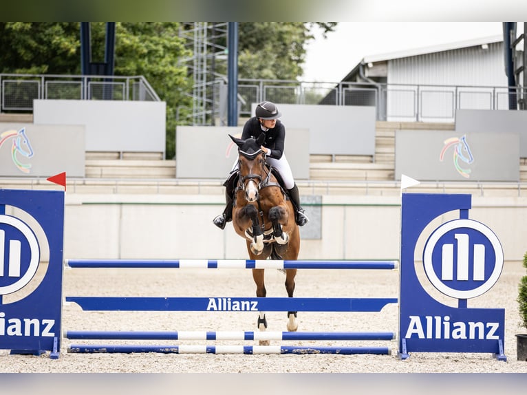 Deutsches Sportpferd Wallach 11 Jahre 173 cm Brauner in Sulzfeld