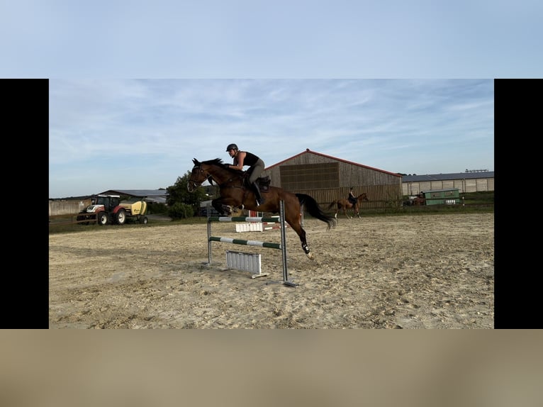 Deutsches Sportpferd Wallach 11 Jahre 173 cm Brauner in Sulzfeld