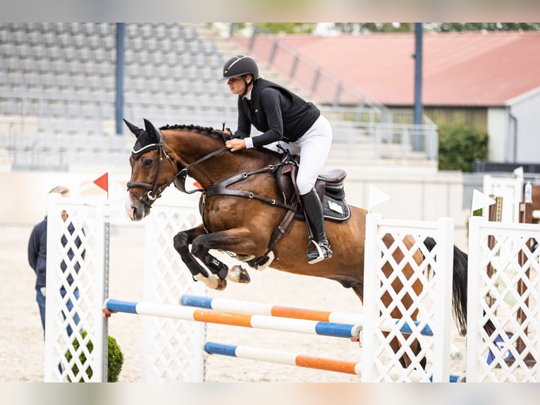 Deutsches Sportpferd Wallach 11 Jahre 173 cm Brauner in Sulzfeld