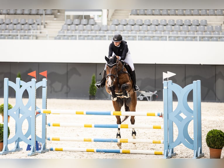 Deutsches Sportpferd Wallach 11 Jahre 173 cm Brauner in Sulzfeld