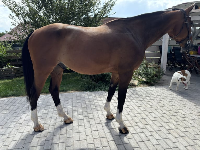 Deutsches Sportpferd Wallach 11 Jahre 173 cm Brauner in Sulzfeld