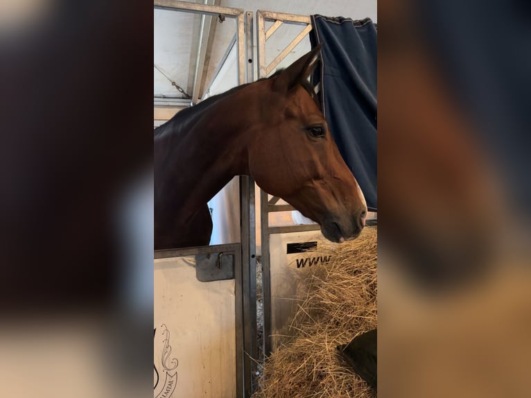 Deutsches Sportpferd Wallach 11 Jahre 173 cm Brauner in Sulzfeld