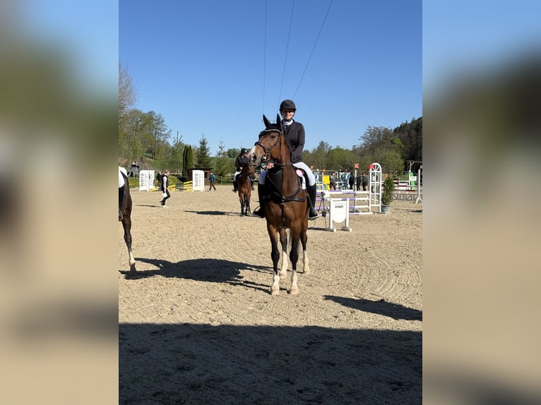 Deutsches Sportpferd Wallach 11 Jahre 173 cm Brauner in Sulzfeld