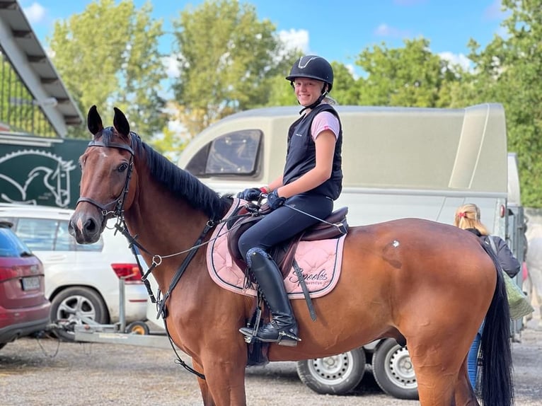 Deutsches Sportpferd Wallach 11 Jahre 173 cm Dunkelbrauner in Niederkr&#xFC;chten