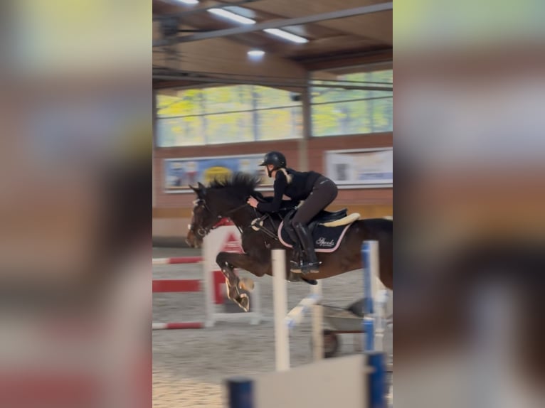 Deutsches Sportpferd Wallach 11 Jahre 173 cm Dunkelbrauner in Niederkr&#xFC;chten