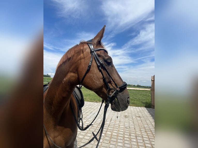 Deutsches Sportpferd Wallach 11 Jahre 173 cm Dunkelfuchs in Essenbach