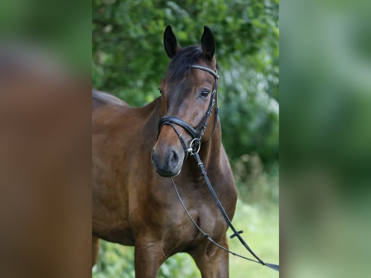 Deutsches Sportpferd Wallach 11 Jahre 174 cm Dunkelbrauner in Cremlingen