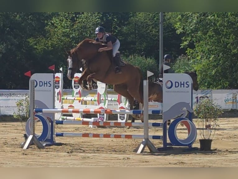 Deutsches Sportpferd Wallach 11 Jahre 174 cm Fuchs in Braunschweig