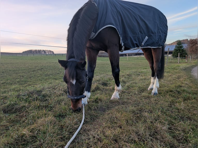 Deutsches Sportpferd Wallach 11 Jahre 175 cm Brauner in Haag an der Amper