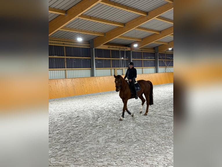 Deutsches Sportpferd Wallach 11 Jahre 175 cm Dunkelfuchs in Kupferzell