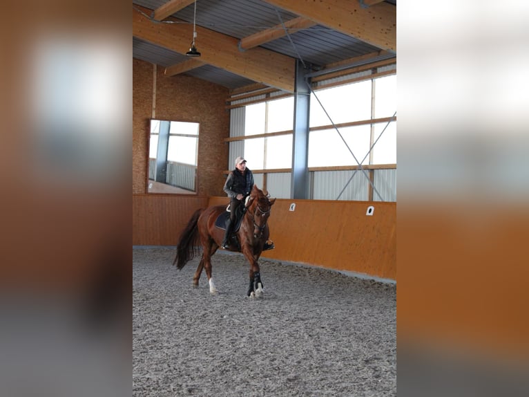 Deutsches Sportpferd Wallach 11 Jahre 175 cm Dunkelfuchs in Kupferzell