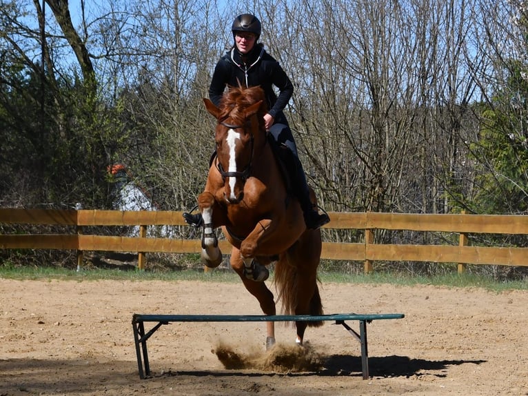 Deutsches Sportpferd Wallach 11 Jahre 175 cm Fuchs in Burgthann