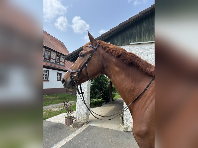 Deutsches Sportpferd Wallach 11 Jahre 175 cm Fuchs in Burgthann