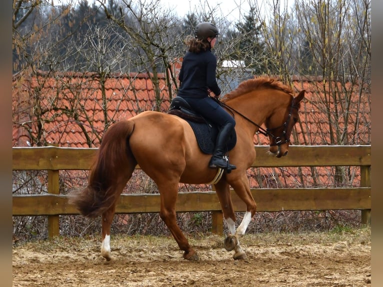 Deutsches Sportpferd Wallach 11 Jahre 175 cm Fuchs in Burgthann
