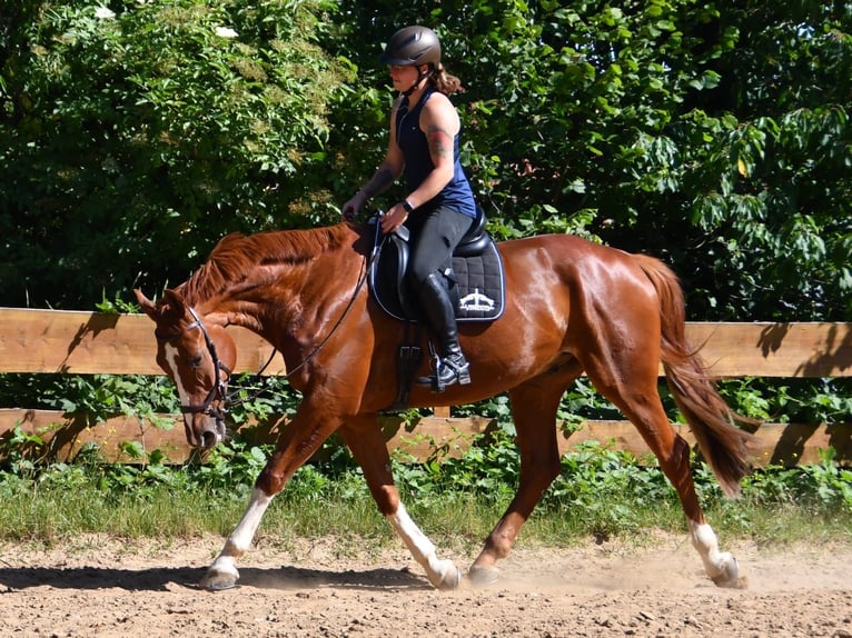 Deutsches Sportpferd Wallach 11 Jahre 175 cm Fuchs in Burgthann
