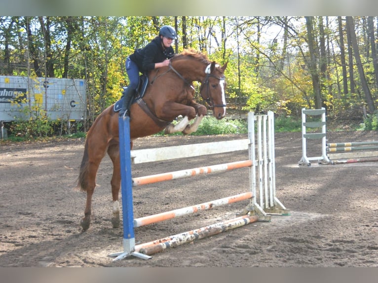 Deutsches Sportpferd Wallach 11 Jahre 175 cm Fuchs in Burgthann