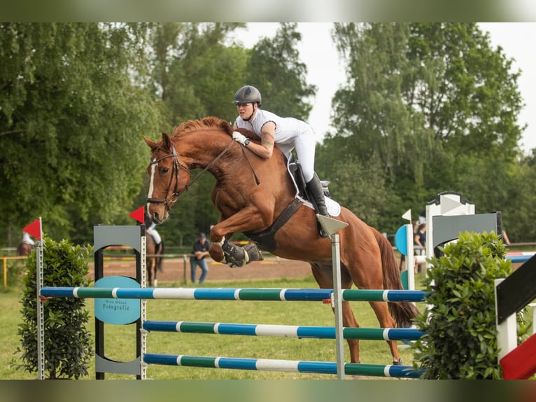 Deutsches Sportpferd Wallach 11 Jahre 175 cm Fuchs in Burgthann