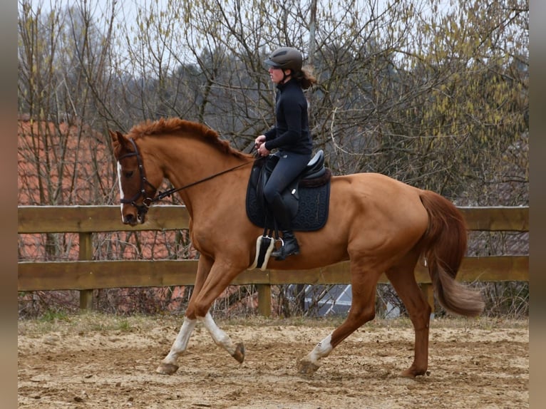 Deutsches Sportpferd Wallach 11 Jahre 175 cm Fuchs in Burgthann
