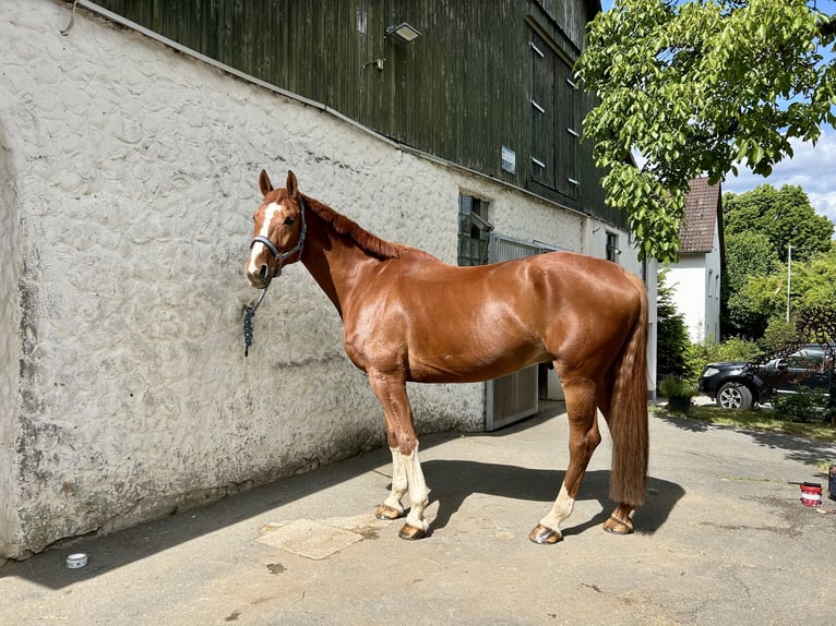 Deutsches Sportpferd Wallach 11 Jahre 175 cm Fuchs in Burgthann