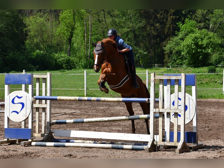 Deutsches Sportpferd Wallach 11 Jahre 175 cm Fuchs in Burgthann