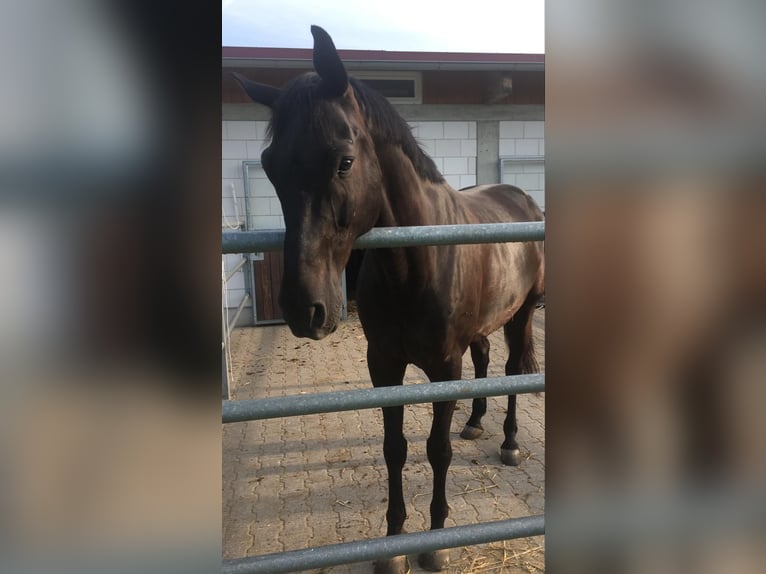 Deutsches Sportpferd Wallach 11 Jahre 175 cm Rappe in Schwaigern