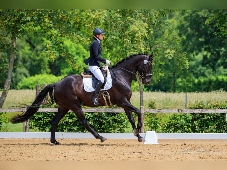 Deutsches Sportpferd Wallach 11 Jahre 175 cm Rappe in L&#xFC;bberstedt