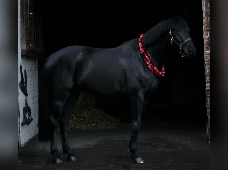 Deutsches Sportpferd Wallach 11 Jahre 175 cm Rappe in L&#xFC;bberstedt