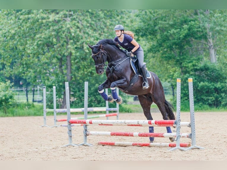 Deutsches Sportpferd Wallach 11 Jahre 175 cm Rappe in L&#xFC;bberstedt