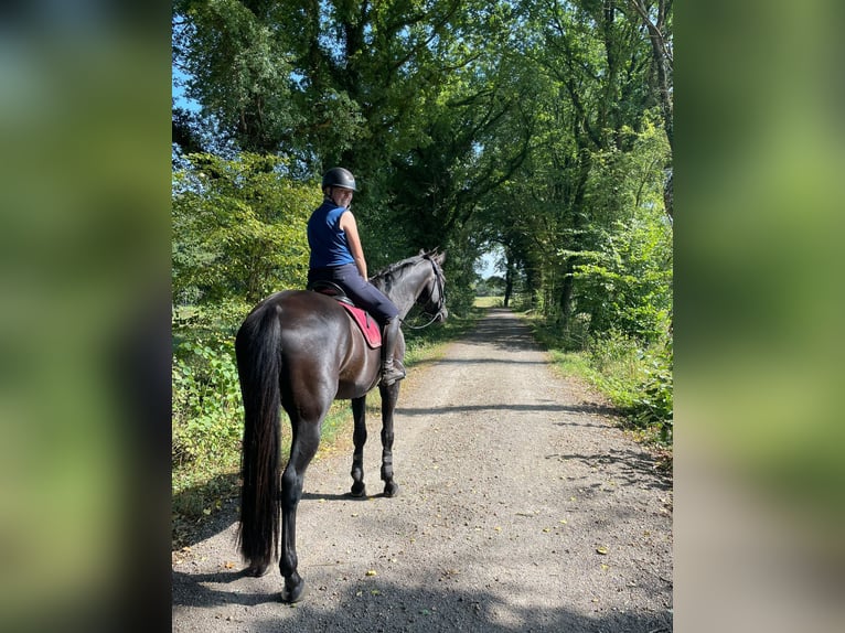 Deutsches Sportpferd Wallach 11 Jahre 175 cm Rappe in L&#xFC;bberstedt