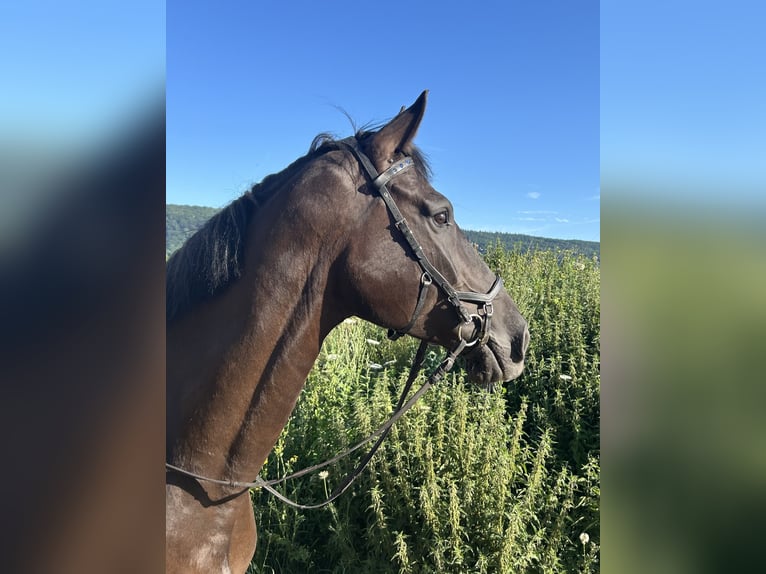 Deutsches Sportpferd Wallach 11 Jahre 175 cm Rappe in Trier
