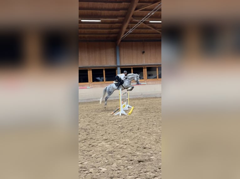 Deutsches Sportpferd Wallach 11 Jahre 175 cm Schimmel in Lindau (Bodensee)