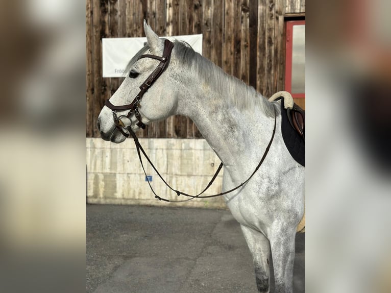 Deutsches Sportpferd Wallach 11 Jahre 175 cm Schimmel in Lindau (Bodensee)