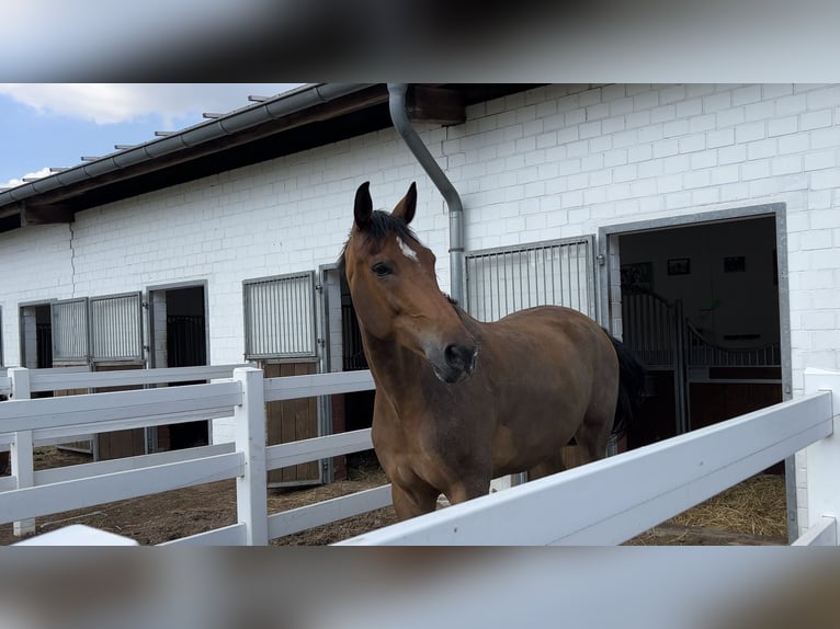 Deutsches Sportpferd Wallach 11 Jahre 176 cm Brauner in Herne
