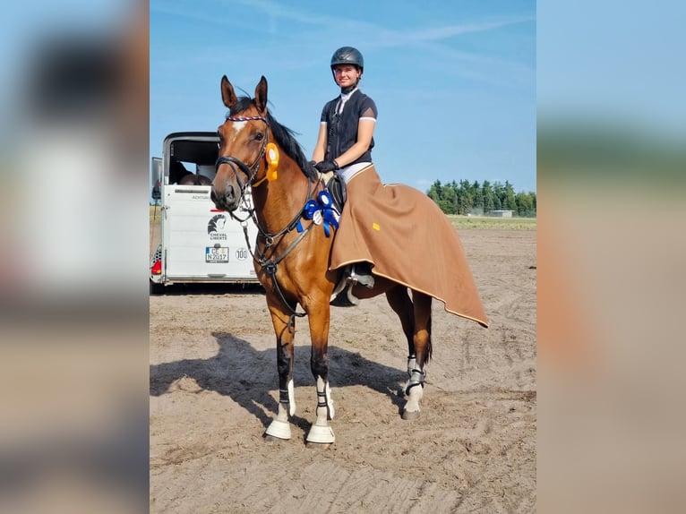 Deutsches Sportpferd Wallach 11 Jahre 176 cm Brauner in Winsen (Aller)