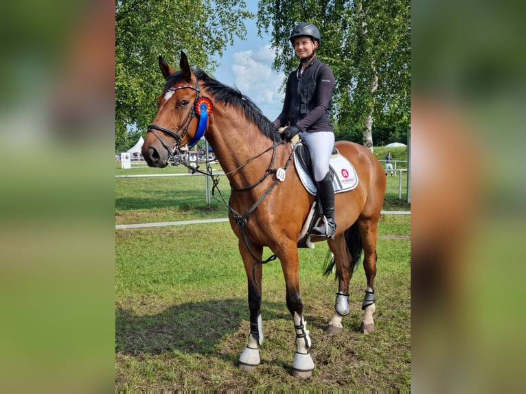 Deutsches Sportpferd Wallach 11 Jahre 176 cm Brauner in Winsen (Aller)