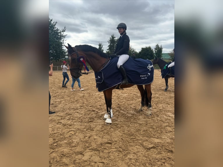 Deutsches Sportpferd Wallach 11 Jahre 176 cm Brauner in Winsen (Aller)