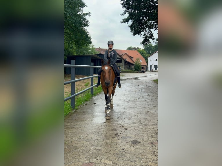 Deutsches Sportpferd Wallach 11 Jahre 176 cm Brauner in Winsen (Aller)