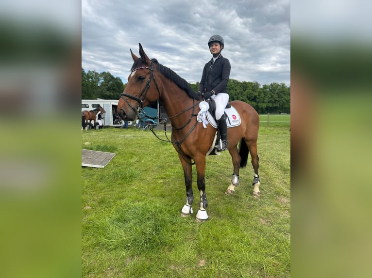 Deutsches Sportpferd Wallach 11 Jahre 176 cm Brauner in Winsen (Aller)
