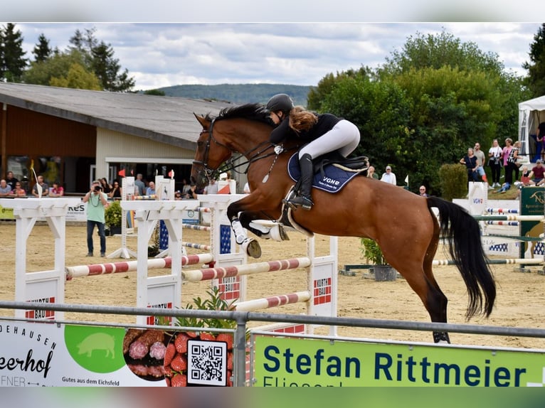 Deutsches Sportpferd Wallach 11 Jahre 176 cm Brauner in Winsen (Aller)