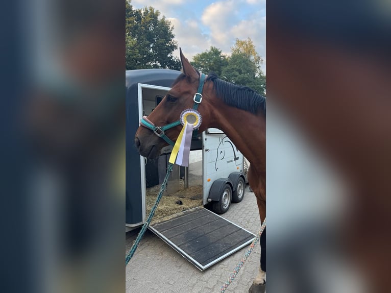 Deutsches Sportpferd Wallach 11 Jahre 176 cm Brauner in Winsen (Aller)